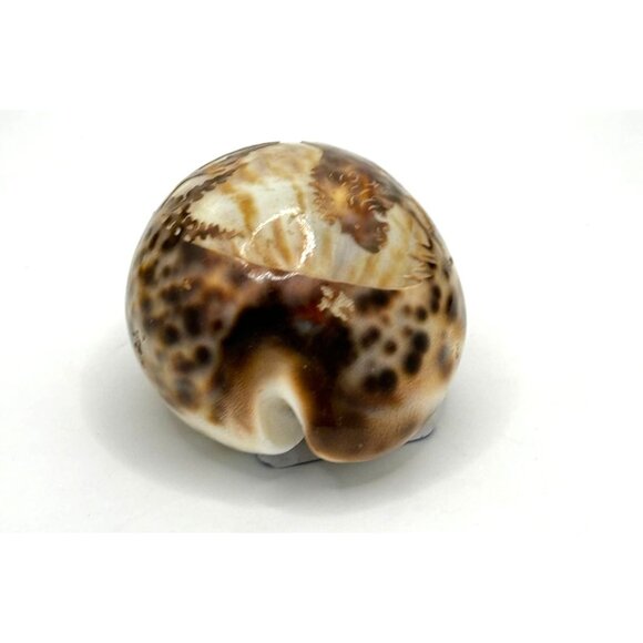 Vintage Souvenir Carved Spotted Cowrie Shell With African Lion Motif - Picture 6 of 8